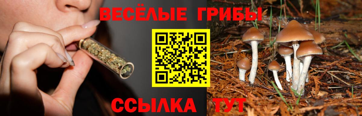 Галлюциногенные грибы Psilocybe Нягань